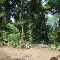 LARGE LAND FOR SALE AT GANDEGODA ESTATE 